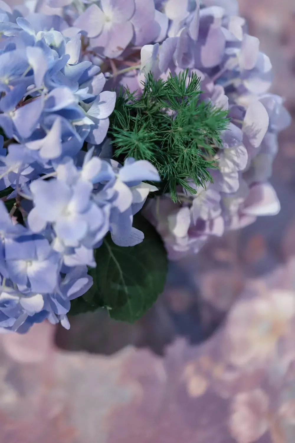 Hydrangea detail